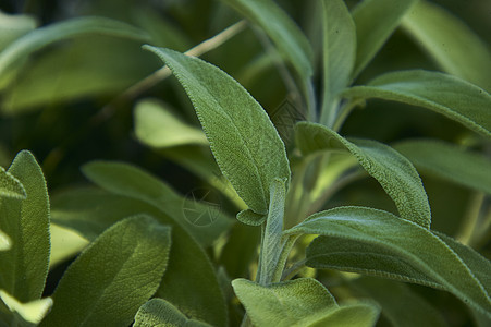 白树叶细节植物学草本植物花园植物药品食物胡椒芳香味道香料图片