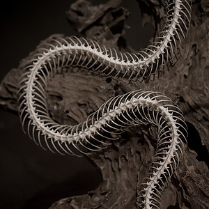 黑底蛇的骨骼濒危牙齿科学生态标本动物群捕食者骨头动物学脊柱图片