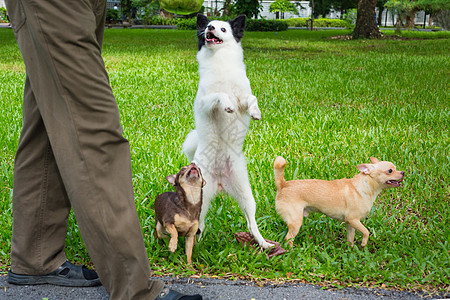 许多狗走在公园里宠物行动朋友皮带动物伴侣女性友谊猎犬闲暇图片