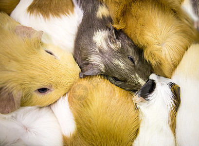 几内亚猪睡着了婴儿动物生活动物园老鼠食物毛皮哺乳动物乐趣家庭图片