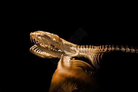 黑底蛇的骨骼捕食者颅骨解剖学历史科学动物学标本肋骨化石柱子图片