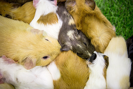 几内亚猪睡着了乐趣老鼠生活哺乳动物食物家庭鼻子宠物动物园豚鼠图片