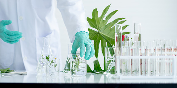 主要关注的是戴着科学家绿色手套的手和放在实验室或教室靠近试管堆的桌子上的烧杯中的植物图片
