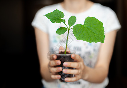 这女孩拿着黑锅 在一个深黑的背角上种着绿植物草本植物幼苗农业园丁蔬菜爱好食物女士地面新生活图片