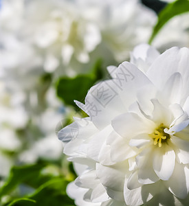 花园里开着白色的茉莉花 花卉背景假期花朵植物梅花园艺植物学卡片天堂宏观品牌图片