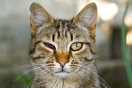 近距离拍摄条纹棕色猫的肖像 绿眼睛盯着绿草本底宠物虎斑猫科动物猫咪健康小猫浣熊花园动物胡须图片