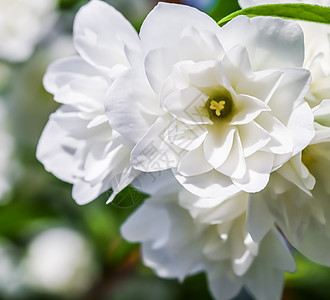 花园里开着白色的茉莉花 花卉背景风景梅花植物群天堂花朵品牌植物学假期花瓣环境图片