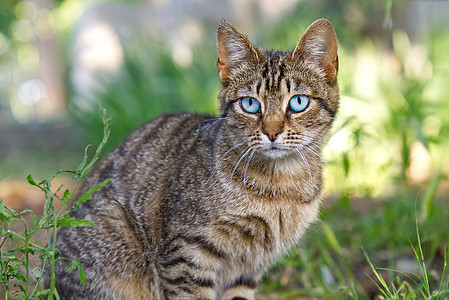 蓝眼睛的青绿草背景 非小鼠猫 非大米猫 笑声虎斑健康猫科动物公园草地宠物动物浣熊胡须眼睛图片