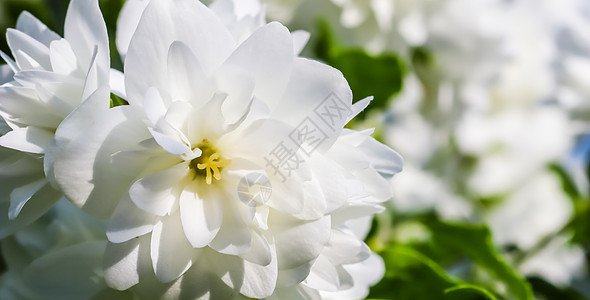 花园里开着白色的茉莉花 花卉背景天堂植物学植物群卡片品牌花瓣花朵梅花风景植物图片