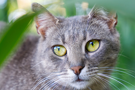 灰猫的贴近肖像 绿眼睛看绿草背景 非小鼠猫小猫虎斑胡须成人浣熊健康花园草地动物猫咪图片