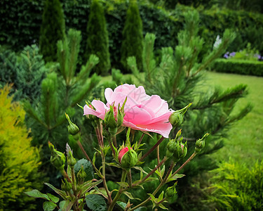美丽的粉红色玫瑰 花园里有露水滴 背景贺卡的理念图片