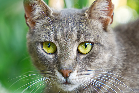 灰猫的贴近肖像 绿眼睛看绿草背景 非小鼠猫花园猫科动物成人动物胡须宠物公园小猫健康虎斑图片