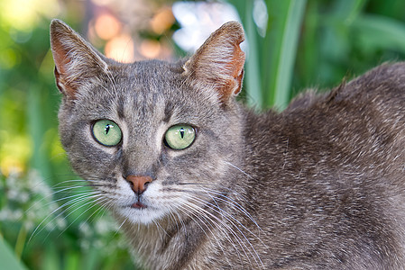 灰猫的贴近肖像 绿眼睛看绿草背景 非小鼠猫虎斑健康胡须成人小猫花园草地猫科动物公园浣熊图片