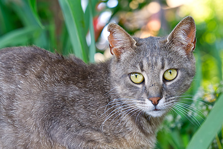灰猫的贴近肖像 绿眼睛看绿草背景 非小鼠猫猫咪小猫动物虎斑草地宠物花园胡须猫科动物成人图片