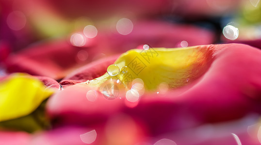 红黄玫瑰花瓣 带水滴 亚马疗法和温泉概念 模糊的花卉背景植物群柔软度放松魅力节日香气假期紫色宏观疗法背景图片