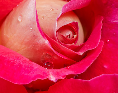 美丽的红黄玫瑰 有露水滴 适合贺卡背景的礼物季节生长假期植物学卡片情怀花瓣宏观植物图片