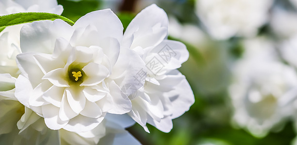 花园里开着白色的茉莉花 花卉背景园艺梅花天堂宏观假期植物学植物卡片植物群风景图片