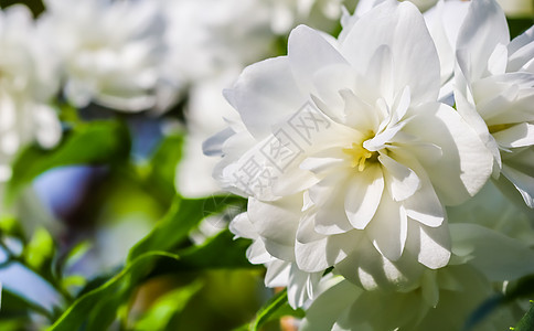 花园里开着白色的茉莉花 花卉背景假期花朵花瓣风景环境梅花卡片园艺植物品牌图片