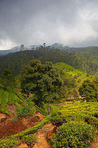 斯里兰卡茶园叶子农业高地国家栽培环境橙子场地热带白毫图片