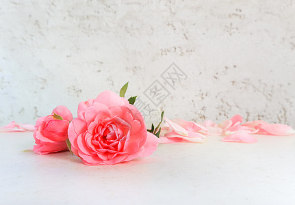 白色背景的粉红玫瑰和花瓣 适合本底贺卡和婚礼邀请函 生日 情人节 母亲节 请柬可以使用花束庆典玫瑰植物学植物叶子礼物情怀宏观衬套图片