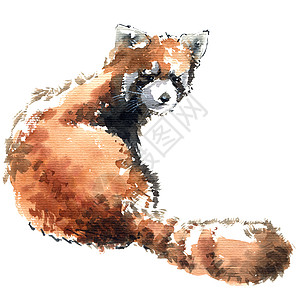 水彩小熊猫绘画荒野白色兽性中风工艺动物墨水红色热带图片