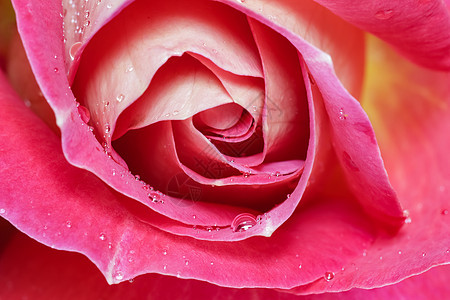美丽的红黄玫瑰 有露水滴 适合贺卡背景的庆典植物群花束植物卡片假期玫瑰季节礼物名片图片