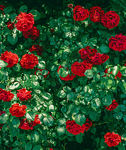 美丽的花朵花园中的红玫瑰 作为花卉背景卡片花朵假期花圈叶子植物群母亲植物学风格女士图片