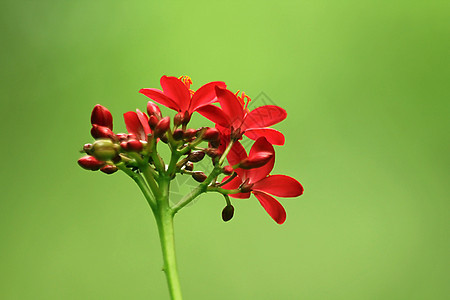 带白花的棕榈女性花季节农业叶子墙纸异国花序热带花园草地植物图片