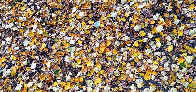 秋天的自然之美 与多彩多姿的叶子的秋天背景 金雨树的落叶地毯土地视角季节装饰品墙纸地面植物群橙色橙子图片