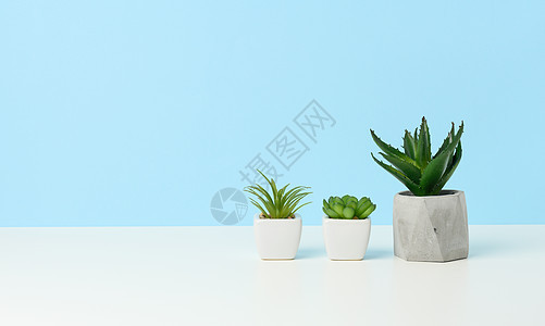 三个陶瓷锅 白桌有植物 蓝底图片