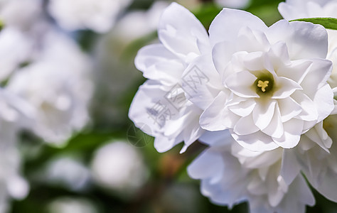 花园里开着白色的茉莉花 花卉背景环境植物学假期品牌植物宏观植物群天堂花朵风景图片