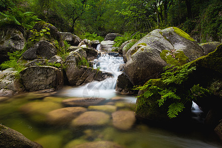 自然河流流经银行人行道反射森林荒野跑步季节流动苔藓植物群图片