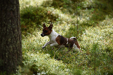 森林里的杰克罗素特里尔力量小狗动物快乐青少年小猎犬哺乳动物地球牙齿宠物图片
