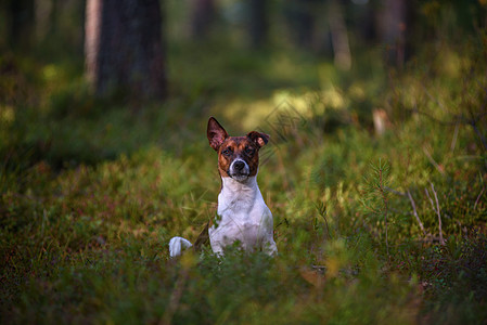 森林里的杰克罗素特里尔速度小狗宠物场景牙齿运动动物微笑哺乳动物青少年图片