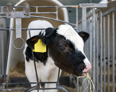 年轻黑白斑小牛的肖像牛肉奶制品企业新生牧场土地农业哺乳动物蓝色家畜图片