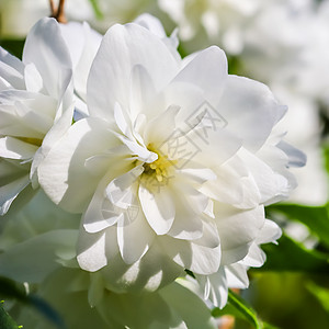 花园里开着白色的茉莉花 花卉背景花朵植物梅花风景花瓣植物群假期品牌天堂卡片图片