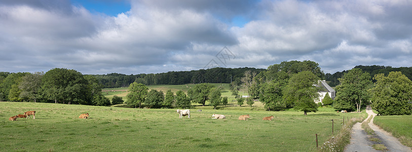 夏季乡村风景 在查理维尔附近的法兰西阿登有绿色草地和奶牛山坡土地村庄动物房子森林丘陵场地天气国家图片
