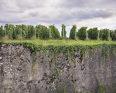 法国地区Reims以南Marne山谷的葡萄园和旧水泥墙 法国地区;图片