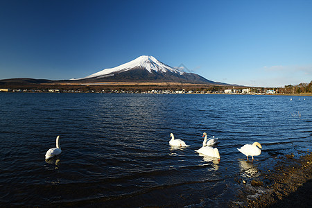 冬天有天鹅和蓝天空的藤山风景旅游蓝色游泳旅行地标动物荒野山梨天空图片