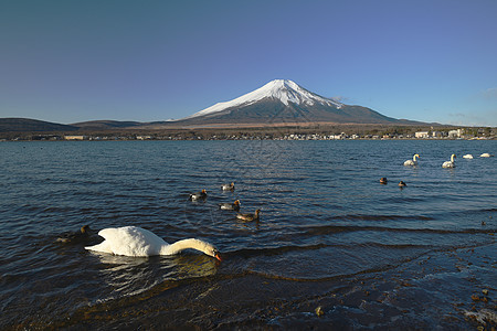 冬天有天鹅和蓝天空的藤山动物旅游风景天空公吨蓝色地标山梨火山荒野图片