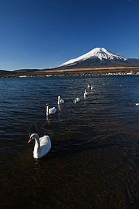 冬天有天鹅和蓝天空的藤山旅游动物蓝色公吨风景天空顶峰火山游泳山梨图片