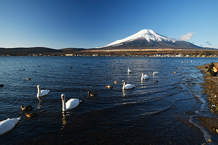 冬天有天鹅和蓝天空的藤山火山顶峰地标动物旅行蓝色天空风景山梨旅游图片