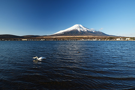 冬天有天鹅和蓝天空的藤山旅行地标火山游泳旅游天空山梨顶峰公吨动物图片