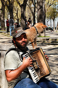 乞丐和他的狗一起玩手风琴人行道动物失业乐器尊严城市悲伤赚钱贫困机构图片