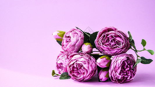 粉红色背景上的牡丹 复制空间 横幅 婚礼假期的概念 美丽的粉红色牡丹 花卉组成 问候卡季节周年香气紫色礼物植物群花朵压痛植物墙纸图片