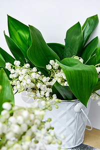 白桶中的山谷百合花花束 放在白桌子上 有复制空间 假日背景概念婚礼季节花园订婚植物香水叶子荒野植物学百合图片