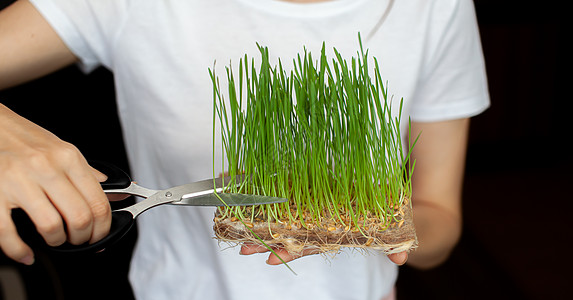 一个女人用剪刀切掉一粒发芽的小绿小麦生物草本植物幼苗男人农业环境沙拉饮食植物午餐图片