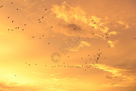 日落天空和乌云的飞鸟月光日落编队天空空气自由蓝色黄色生活墙纸翅膀图片