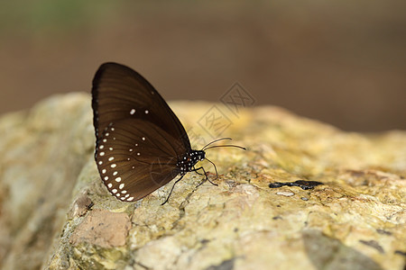 普通印第安乌鸦蝴蝶Euploea核心Lucus墙纸生物土壤翅膀蓝色宏观动物臭虫石头昆虫图片