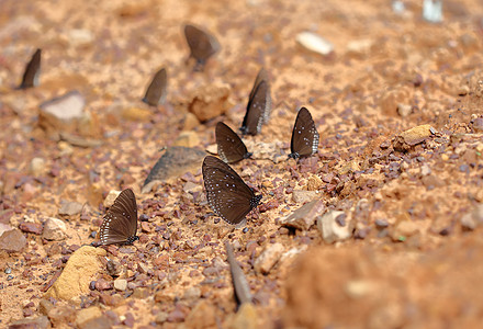 普通印第安乌鸦蝴蝶Euploea核心Lucus环境森林黏土桉树蓝色动物翅膀石头昆虫叶子图片
